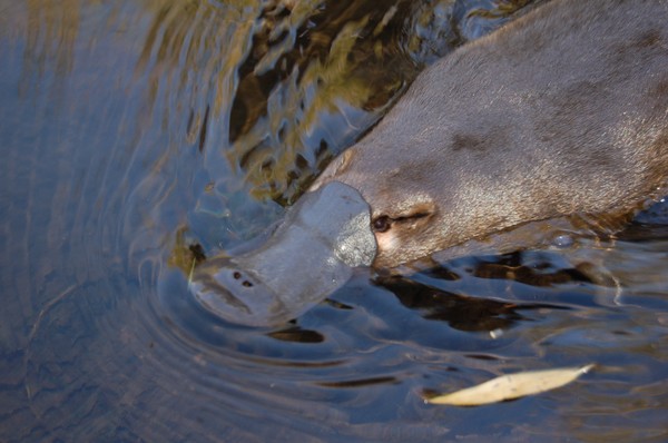 are platypus endangered are platypus endangered