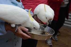 Eaten out of home