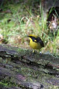 Deal to save species