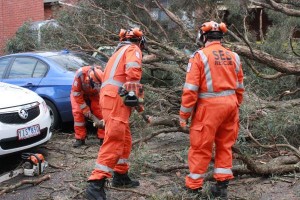 Tree-fall trauma