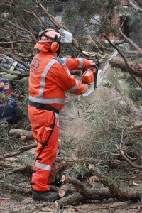 Lucky escape as tree topples