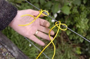 Fears over dog stalkers