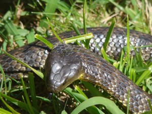 Stay alert for slithery invaders