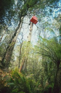 Tree change for possum protest