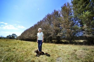 Call to chop overcrowded windbreaks