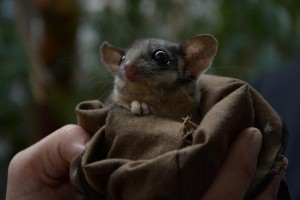 No good, possum