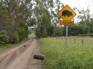 Wallies kill wombats