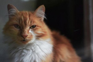 Stray cat ban starts October