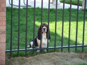 Barking up the wrong tree