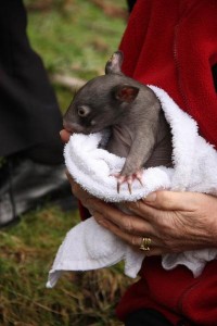Simple, clever wombat mange cure