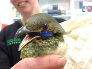Bird’s ring of death