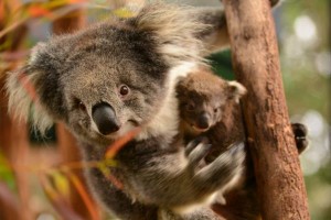 Blinky Bill’s baby
