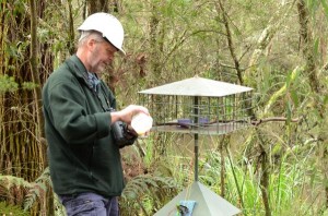 New hope for endangered bird