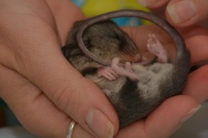 Possums tagged