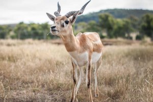 Up close with furry friends