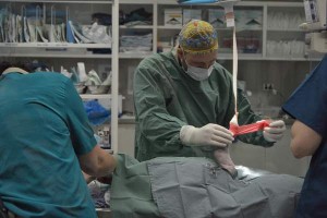 Koala joey undergoes surgery