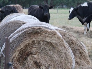 Vote confirms ‘no panel’ on intensive farming