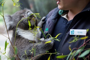 Rare koala enjoys a cuddle