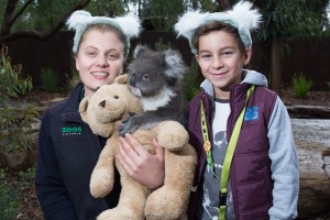 Sanctuary koalas are kings