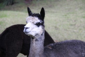 Probe baby alpaca killing plea