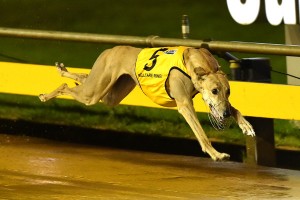 Greyhound racing here to stay