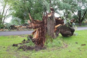 Axe on poplar trees