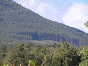 Court to decide on native forest logging exemption