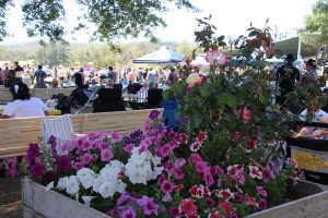 Healesville Cup Fashion stakes
