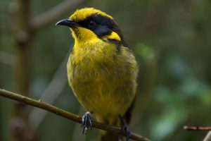 Fighting to save wildlife