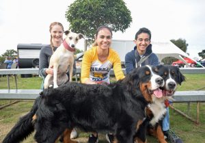 Dogs’ day out