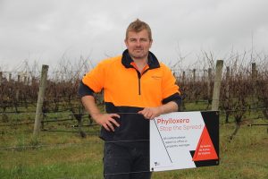 Phylloxera zone survey