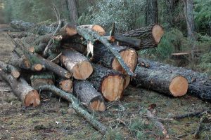 Trees removed at Redwood