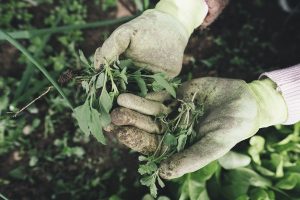 Pests and weeds on notice
