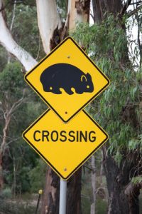 Watch out for wombats