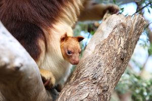 Healesville Sanctuary celebrates birth of endangered Goodfellow’s Tree Kangaroo