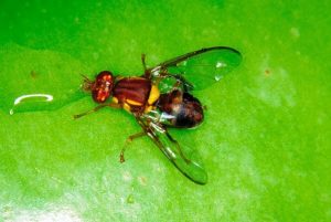 Keep the valley fruit fly-free