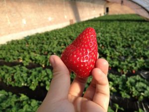 Valley strawberry growers brace for backlash