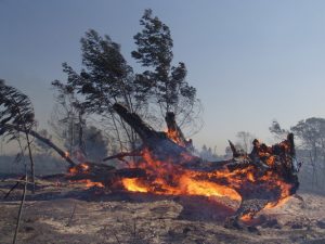 Living with bushfire