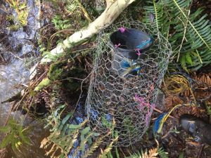 Homemade trap claims platypus and water rat.