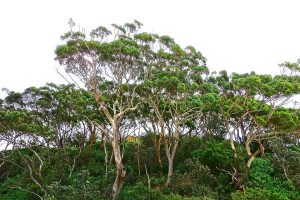 No to Great Forest