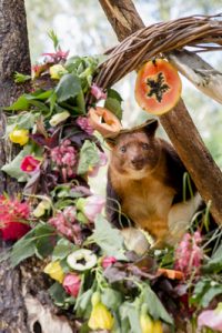 Christmas fun for all creatures