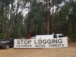 Protests halt Toolangi logging coupes