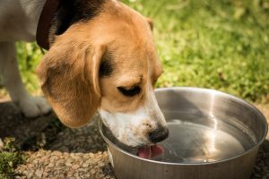 Dogs can drink up
