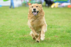 Make a splash with Adventure Dog