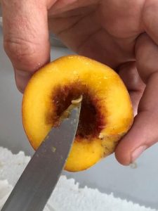 Fruit fly scare