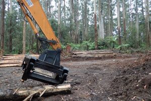 Have your say on the future of our forests