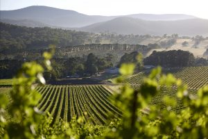 Wine vine survey