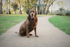 Keep the dogs at home