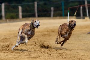 Inaugural national straight track championship