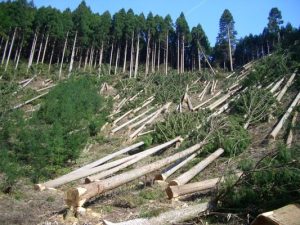 Forest survey results announced